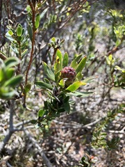 Leucadendron stelligerum