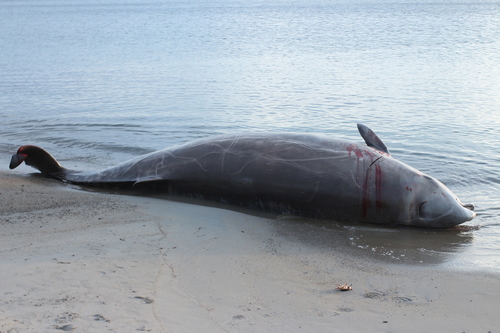 Cuvier's Beaked Whale