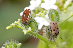 Agonosoma flavolineatum