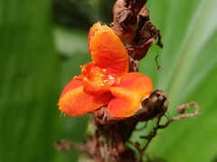 Zingiberaceae