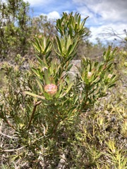 Leucadendron stelligerum