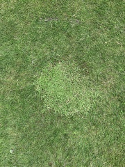 Agrostis stolonifera