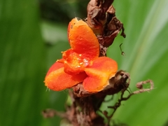 Zingiberaceae