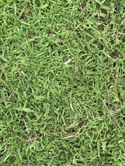 Agrostis stolonifera