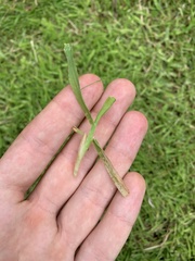 Agrostis stolonifera