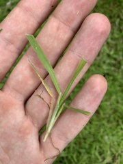 Agrostis stolonifera