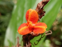 Zingiberaceae