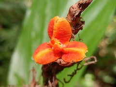 Zingiberaceae
