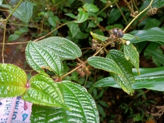 Miconia