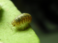 Oniscidea