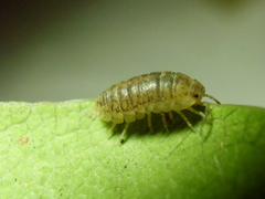 Oniscidea
