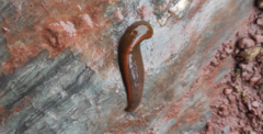 Limnatis nilotica