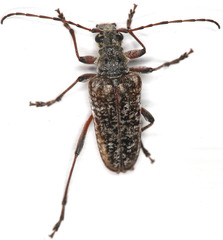 Anthophylax attenuatus