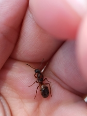 Formica rufibarbis