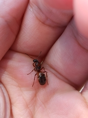 Formica rufibarbis