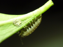 Oniscidea