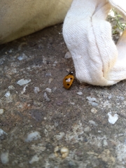 Coccinella septempunctata