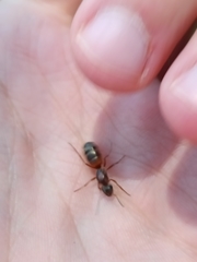 Formica rufibarbis