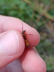 Formica rufibarbis