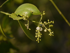 Salvadora persica