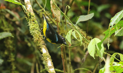 Bangsia melanochlamys