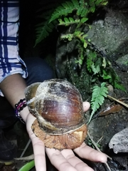 Megalobulimus popelairianus