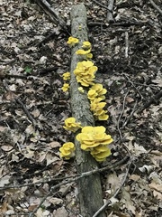 Pleurotus citrinopileatus