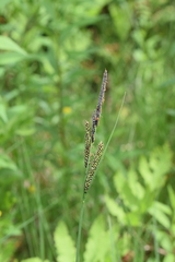 Carex nigra