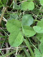 Trifolium repens