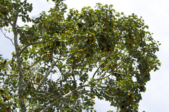 Artocarpus hirsutus