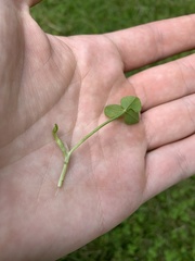 Trifolium repens
