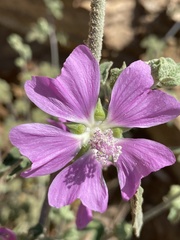 Malva unguiculata
