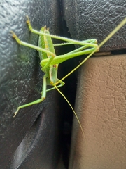 Odontura macphersoni