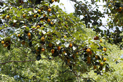 Artocarpus hirsutus