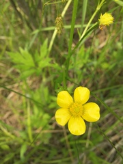 Ranunculus macounii