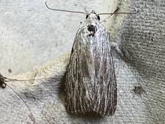 Catabena lineolata