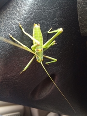 Odontura macphersoni