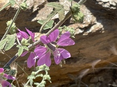 Malva unguiculata