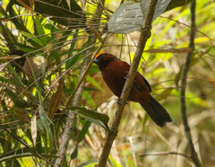 Catamblyrhynchus diadema