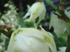 Caplothorax melanopterus