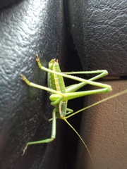 Odontura macphersoni