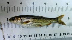 Northern Iberian Chub photo 3