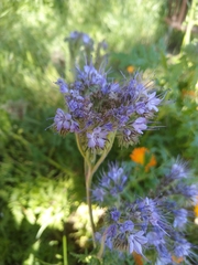 Phacelia tanacetifolia