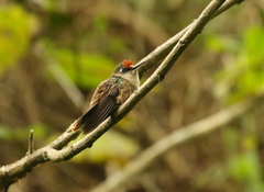 Anthocephala floriceps