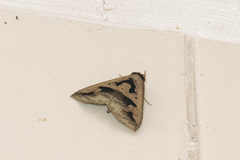 Tephriopis divulsa