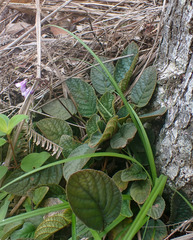 Oreocharis benthamii