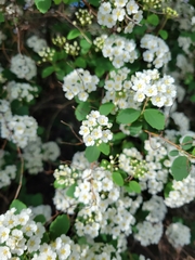 Spiraea trilobata