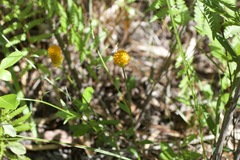 Polygala lutea