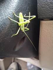 Odontura macphersoni