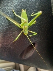 Odontura macphersoni